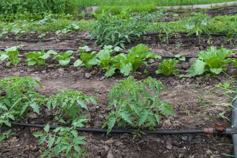 Waterwijs tuinieren:tips voor juli om water te besparen en planten gezond te houden 