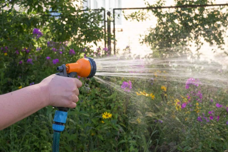 Waterwijs tuinieren:tips voor juli om water te besparen en planten gezond te houden 