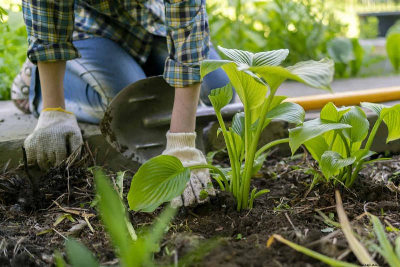 Waterwijs tuinieren:tips voor juli om water te besparen en planten gezond te houden 