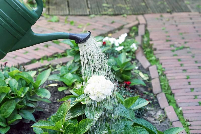 Waterwijs tuinieren:tips voor juli om water te besparen en planten gezond te houden 