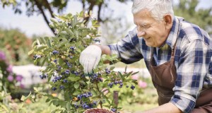 Verlängern Sie die Frische der Beeren:Bewährte Lagerungsmethoden für die Ernte im Juli 
