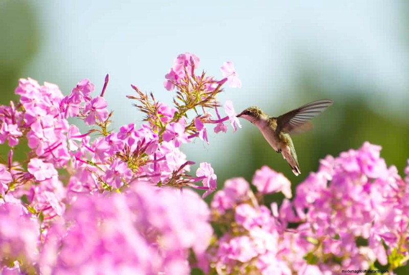 Beste julibloemen voor bestuivers:trek bijen, vlinders en kolibries aan 