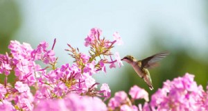 I migliori fiori di luglio per gli impollinatori:attira api, farfalle e colibrì 