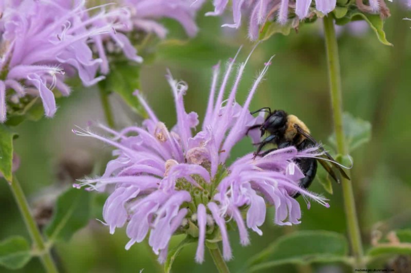 Beste julibloemen voor bestuivers:trek bijen, vlinders en kolibries aan 