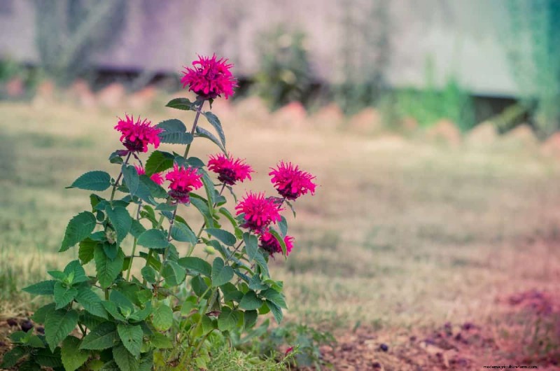 Beste julibloemen voor bestuivers:trek bijen, vlinders en kolibries aan 