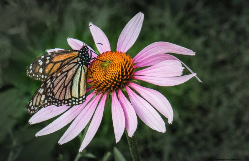 Beste julibloemen voor bestuivers:trek bijen, vlinders en kolibries aan 