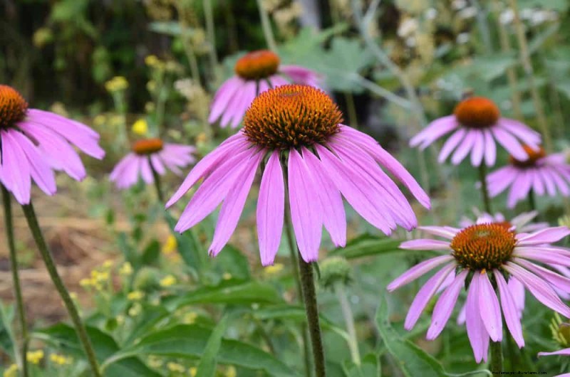 Beste julibloemen voor bestuivers:trek bijen, vlinders en kolibries aan 