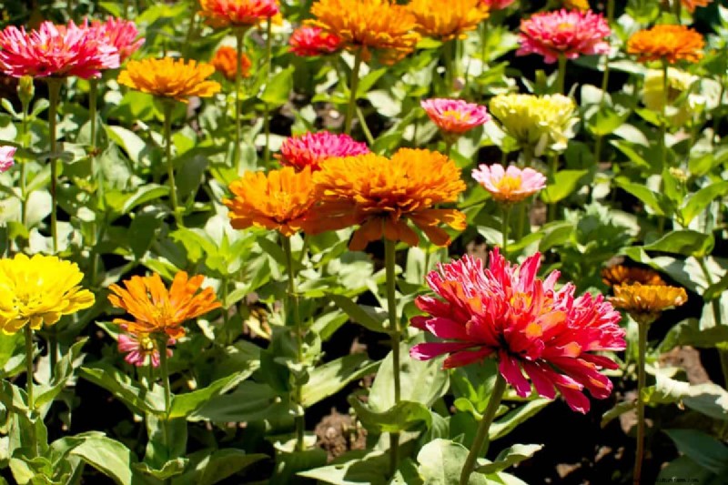 Beste julibloemen voor bestuivers:trek bijen, vlinders en kolibries aan 