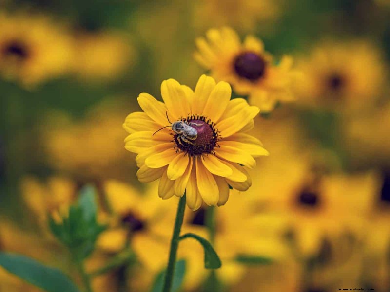 Beste julibloemen voor bestuivers:trek bijen, vlinders en kolibries aan 