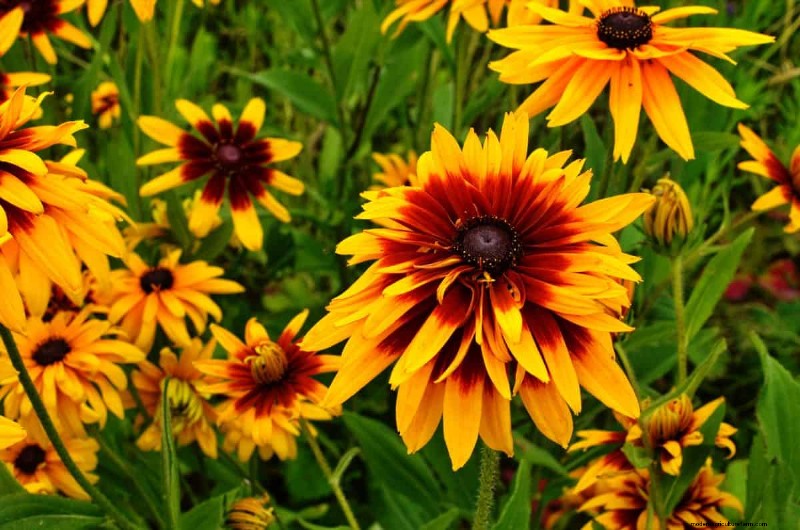 Beste julibloemen voor bestuivers:trek bijen, vlinders en kolibries aan 