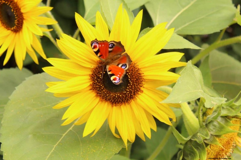 Beste julibloemen voor bestuivers:trek bijen, vlinders en kolibries aan 