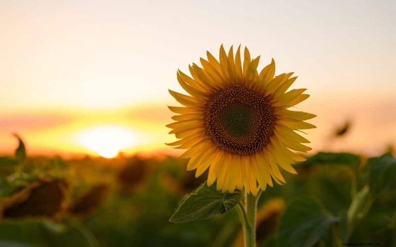 Beste julibloemen voor bestuivers:trek bijen, vlinders en kolibries aan 