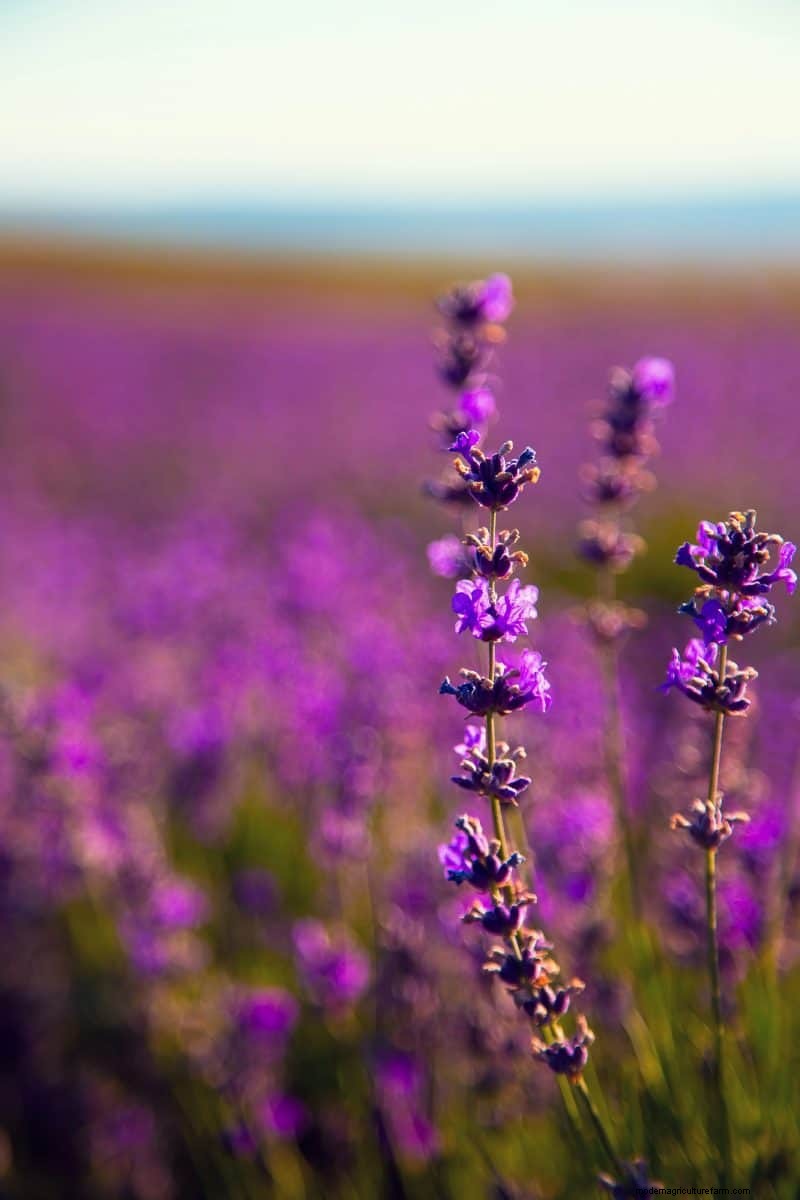 Beste julibloemen voor bestuivers:trek bijen, vlinders en kolibries aan 