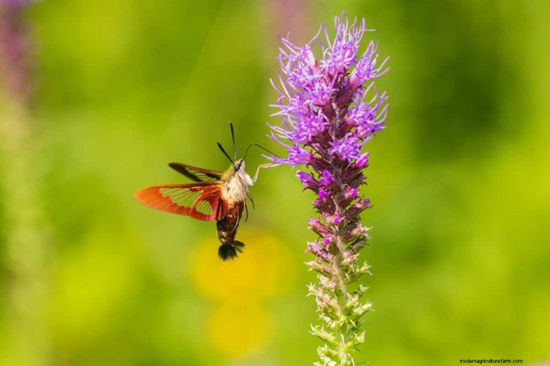 Beste julibloemen voor bestuivers:trek bijen, vlinders en kolibries aan 