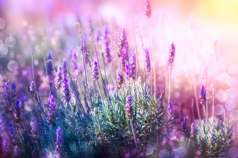 Beste julibloemen voor bestuivers:trek bijen, vlinders en kolibries aan 