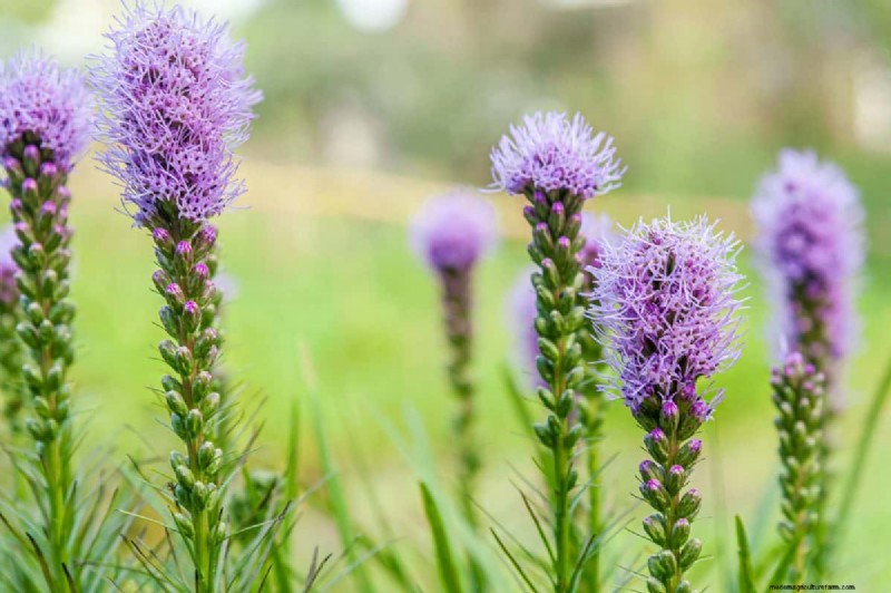Beste julibloemen voor bestuivers:trek bijen, vlinders en kolibries aan 