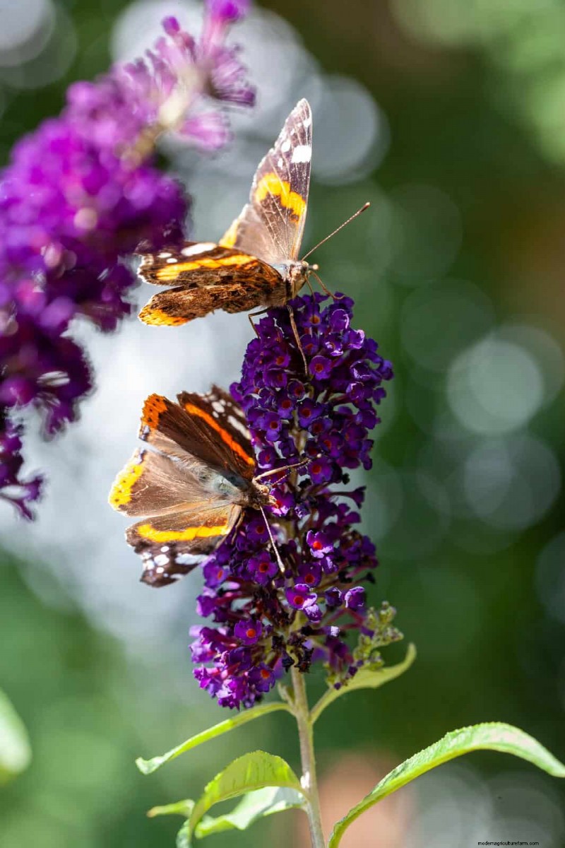 Beste julibloemen voor bestuivers:trek bijen, vlinders en kolibries aan 