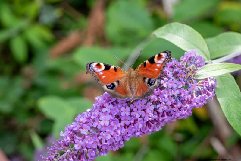 Beste julibloemen voor bestuivers:trek bijen, vlinders en kolibries aan 