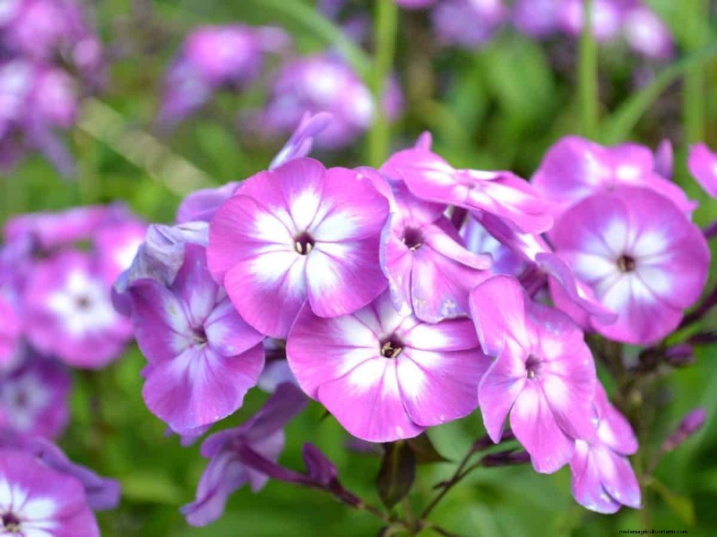 Beste julibloemen voor bestuivers:trek bijen, vlinders en kolibries aan 