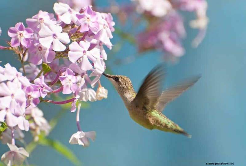 Beste julibloemen voor bestuivers:trek bijen, vlinders en kolibries aan 