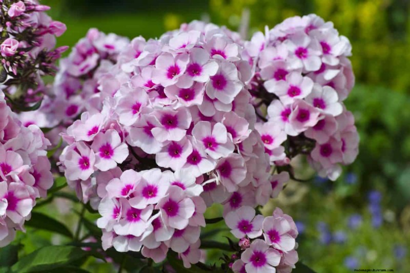 Beste julibloemen voor bestuivers:trek bijen, vlinders en kolibries aan 