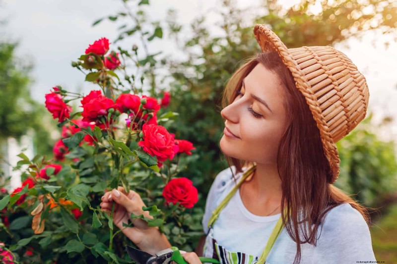 Rozen snoeien in de zomer:wanneer te stoppen en uitzonderingen 