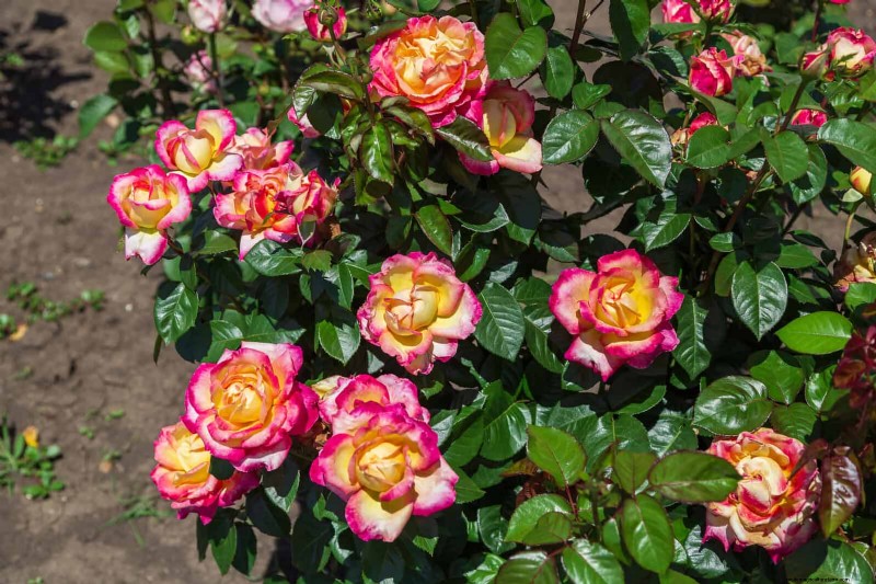 Rozen snoeien in de zomer:wanneer te stoppen en uitzonderingen 