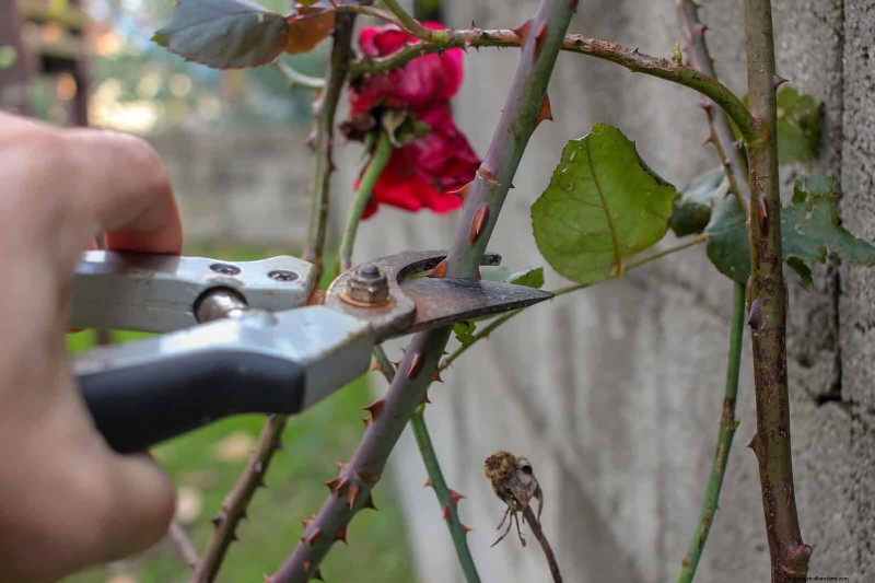 Rozen snoeien in de zomer:wanneer te stoppen en uitzonderingen 