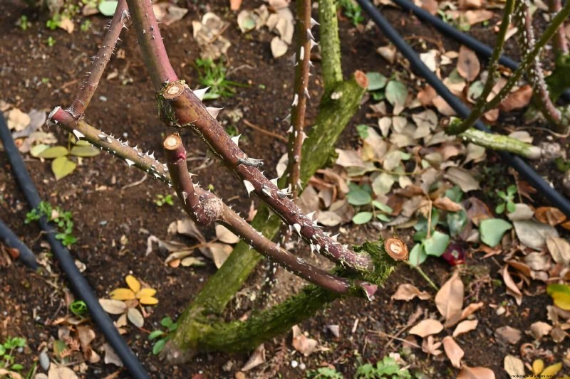 Rozen snoeien in de zomer:wanneer te stoppen en uitzonderingen 