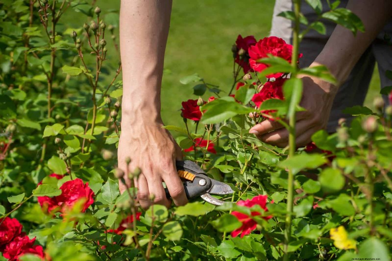 Rozen snoeien in de zomer:wanneer te stoppen en uitzonderingen 