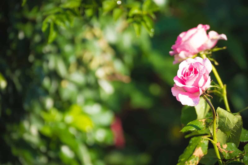 Rozen snoeien in de zomer:wanneer te stoppen en uitzonderingen 