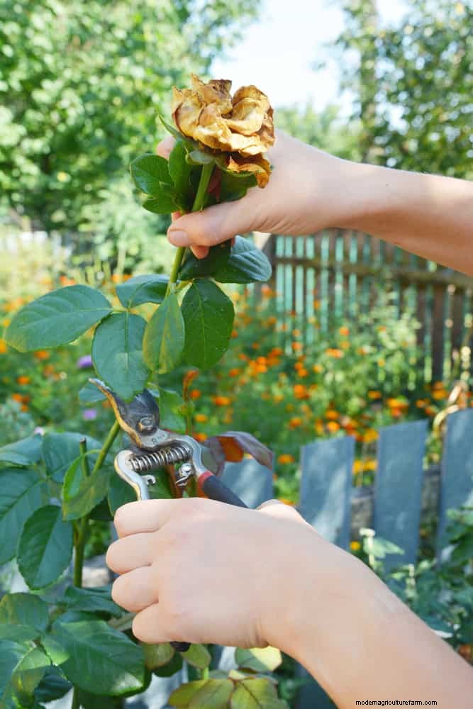 Rozen snoeien in de zomer:wanneer te stoppen en uitzonderingen 