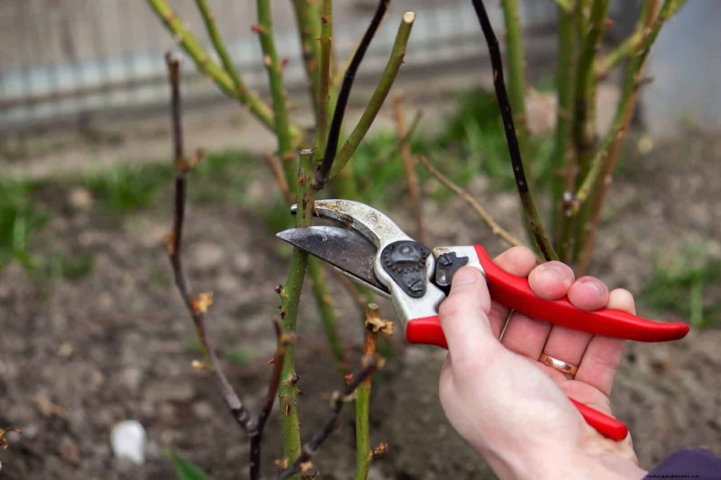 Rozen snoeien in de zomer:wanneer te stoppen en uitzonderingen 