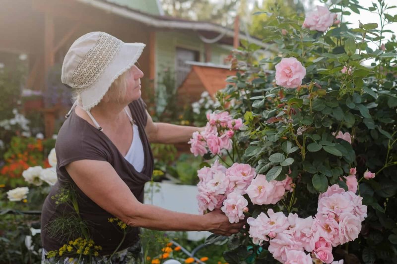 Rozen snoeien in de zomer:wanneer te stoppen en uitzonderingen 
