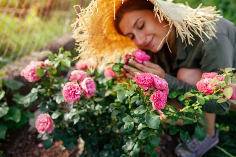 Rozen snoeien in de zomer:wanneer te stoppen en uitzonderingen 