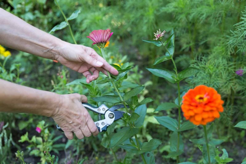 Knip-en-kom-weer-bloemen voor juli:eindeloze boeketten 