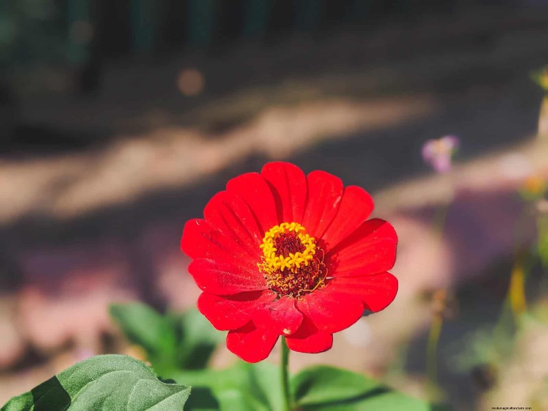 Knip-en-kom-weer-bloemen voor juli:eindeloze boeketten 