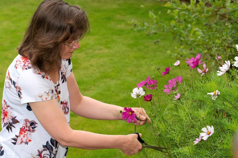 Knip-en-kom-weer-bloemen voor juli:eindeloze boeketten 