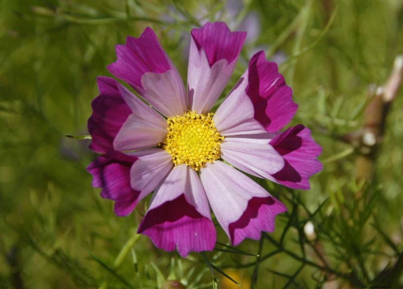 Knip-en-kom-weer-bloemen voor juli:eindeloze boeketten 