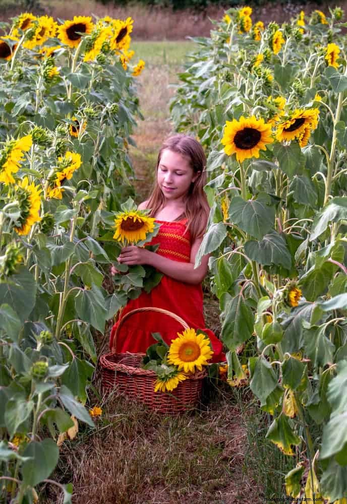 Knip-en-kom-weer-bloemen voor juli:eindeloze boeketten 