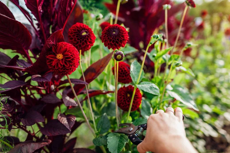 Knip-en-kom-weer-bloemen voor juli:eindeloze boeketten 