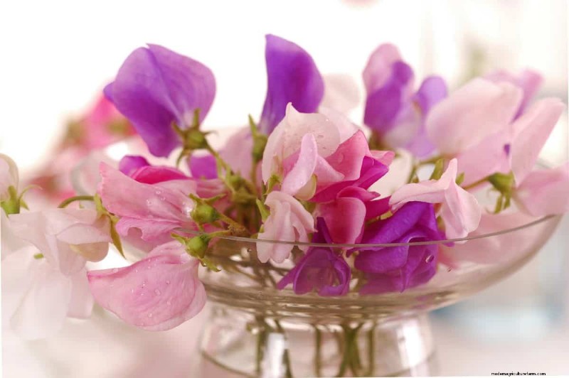 Knip-en-kom-weer-bloemen voor juli:eindeloze boeketten 