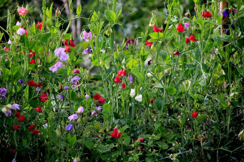 Knip-en-kom-weer-bloemen voor juli:eindeloze boeketten 