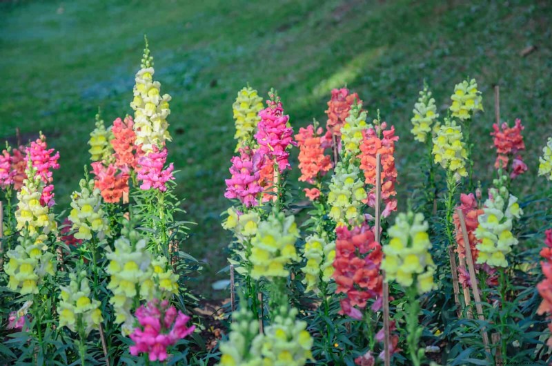 Knip-en-kom-weer-bloemen voor juli:eindeloze boeketten 