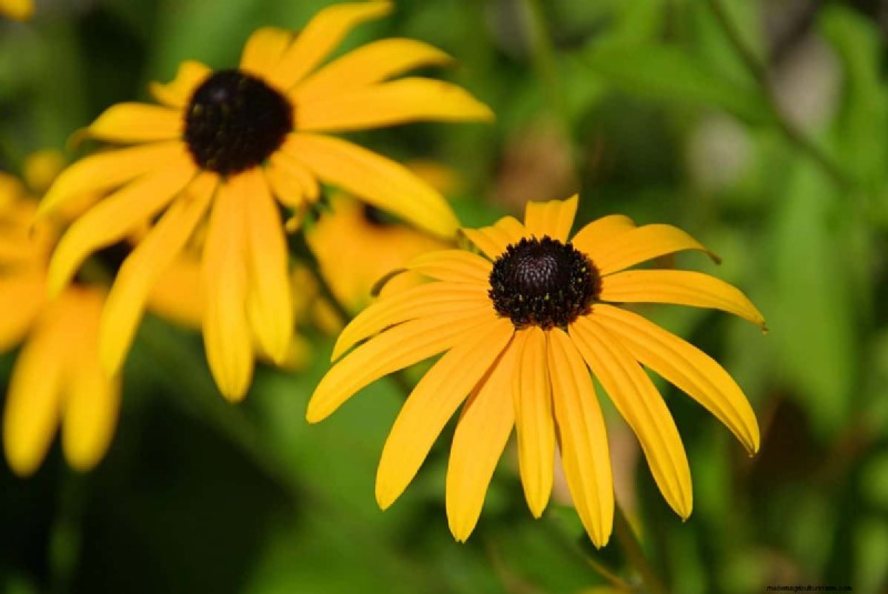 Knip-en-kom-weer-bloemen voor juli:eindeloze boeketten 