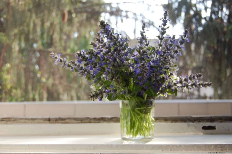 Knip-en-kom-weer-bloemen voor juli:eindeloze boeketten 