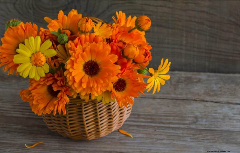 Knip-en-kom-weer-bloemen voor juli:eindeloze boeketten 