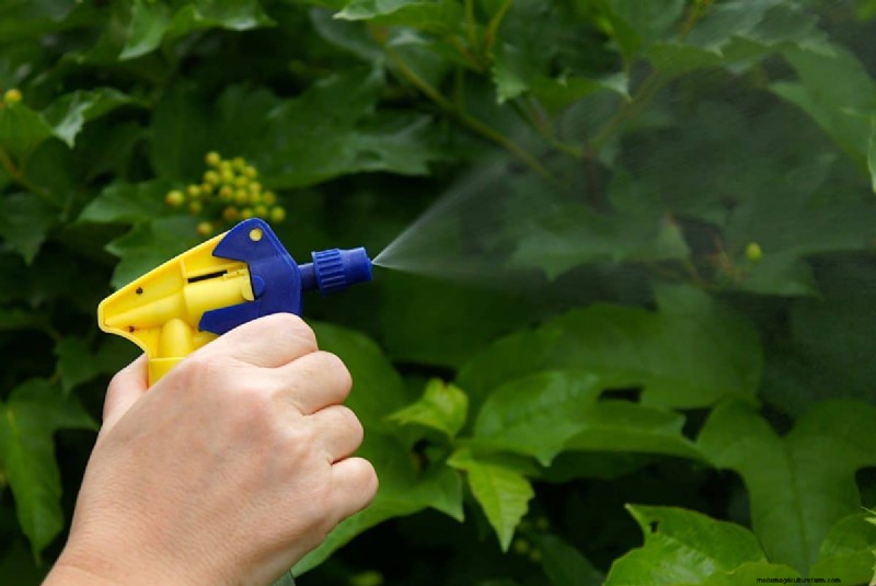 Organische ongediertebestrijding:19 natuurlijke oplossingen voor tuinproblemen in juli 