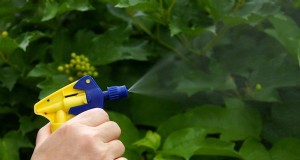 Organische ongediertebestrijding:19 natuurlijke oplossingen voor tuinproblemen in juli 