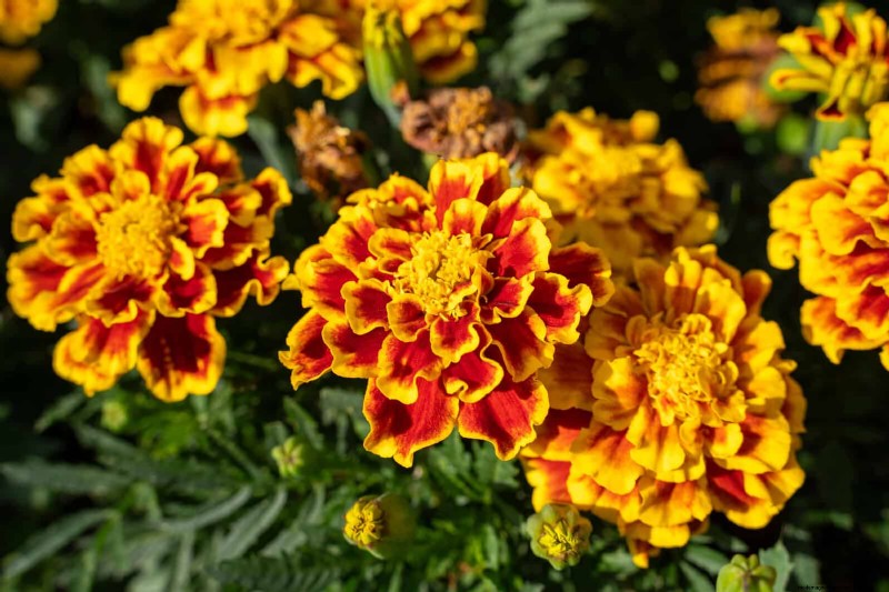 Organische ongediertebestrijding:19 natuurlijke oplossingen voor tuinproblemen in juli 